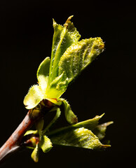 Opened cherry bud in spring isolated on black background. Macro - 768592020