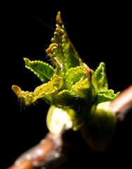 Opened cherry bud in spring isolated on black background. Macro - 768592023