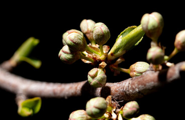 Opened cherry bud in spring isolated on black background. Macro - 768592040