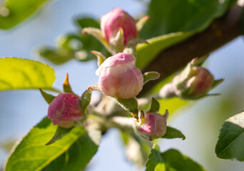 Flowers on an apple tree in spring. Close-up