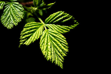 Green raspberry leaves on a black background - 768592235
