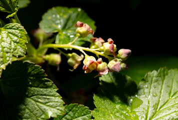 Currant flowers in spring. Macro