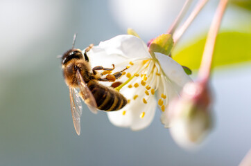 A bee on a flower in spring. Macro