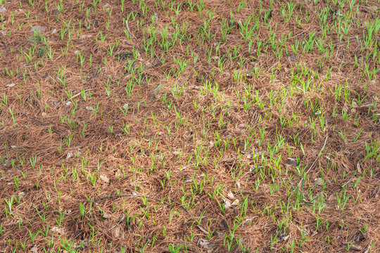 Green daylily shoots herald the arrival of spring. Hemerocallis fulva
