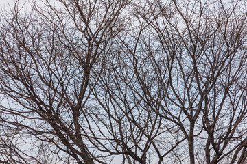 Fototapeta na wymiar A landscape of bare tree branches.