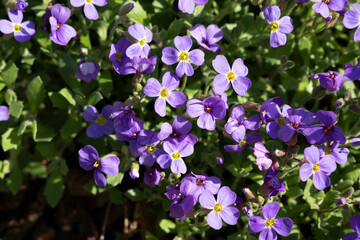 veilchen blume frühling lila
