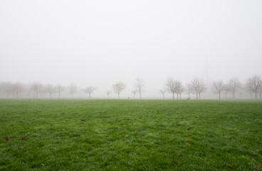 Foggy green field. Row of tree silhouettes in the background. Autumn morning, low visibility.