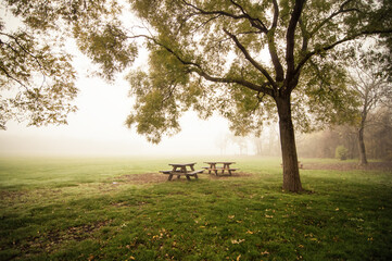 A Foggy Morning in the Park. Two picnic trees under a big tree near a glade. Field covered in fog in the background. - obrazy, fototapety, plakaty