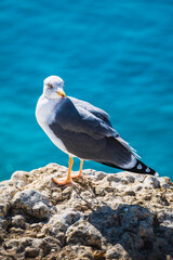 White and gray seagull on a rock with the sea out of focus in the background
