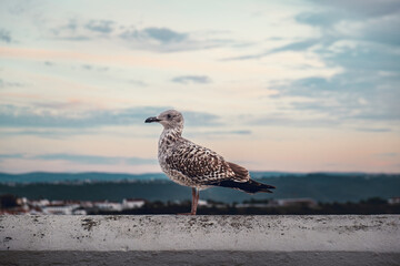 Seagull leaning on a road wall at sunset
