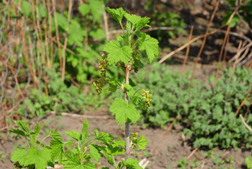 The redcurrant or red currant (Ribes rubrum)  in early spring with leaves and flowers.