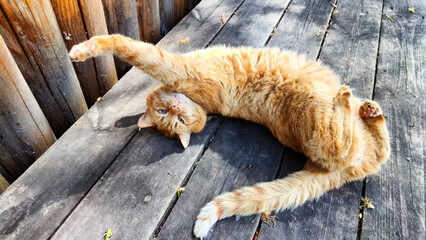 Ginger Cat Lounging on a Wooden Porch on a Sunny Day