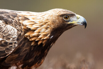Golden eagle portrait in the bog scenery