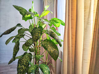 Dieffenbachia plant in a pot by the window with curtains. Interior in light colors. Background with...