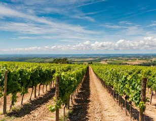 green landscape of vines in countries vineyard wine