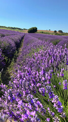 Naklejka premium A vivid and clear image depicting rows of lush lavender with an expansive blue sky overhead