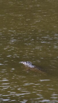 A crocodile silently traverses while swimming half submerged across a muddy lake.