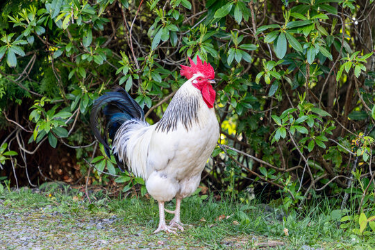 Solitary rooster boasting a vivid red crest and contrasting white and black plumage, set against a lush background of dense greenery