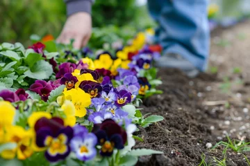 Foto auf Acrylglas gardener laying a colorful border of pansies along a path © Alfazet Chronicles