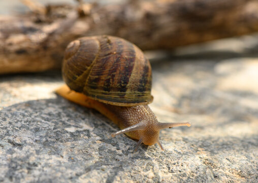 Close up of a common brown garden snail 2