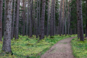 A winding path through a dense Scottish pine forest, inviting exploration. The path is flanked by towering pine trees and a vibrant underlayer of green moss