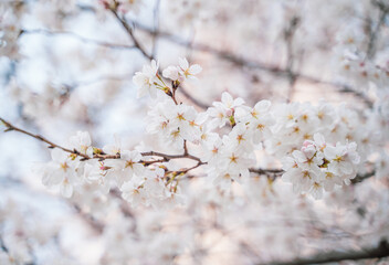 sakura