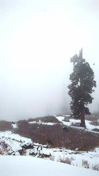 Slow motion of snow flakes falling during the seasons first snow fall on coniferous trees in Kashmir, India.