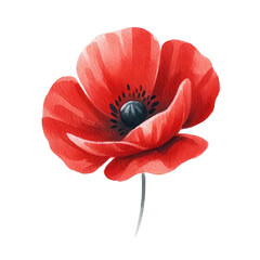 Watercolor poppy clipart with vibrant red petals and black centers. watercolor illustration. 