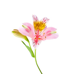 Pink flower of Alstroemeria  isolated on white background - 768600416