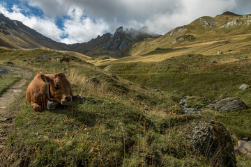 Paysage du Beaufortain en été  avec vache assise , Savoie , Alpes , France