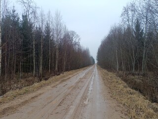 Obraz na płótnie Canvas Road in forest in Siauliai county during cloudy early spring day. Oak and birch tree woodland. cloudy day with white clouds in blue sky. Bushes are growing in woods. Sandy road. Nature. Miskas. 