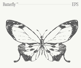 Hand drawn monochrome butterfly illustration on blank backdrop. Vector sketch. - 768601248
