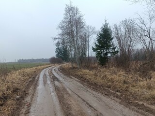 Fototapeta na wymiar Road in forest in Siauliai county during cloudy early spring day. Oak and birch tree woodland. cloudy day with white clouds in blue sky. Bushes are growing in woods. Sandy road. Nature. Miskas. 