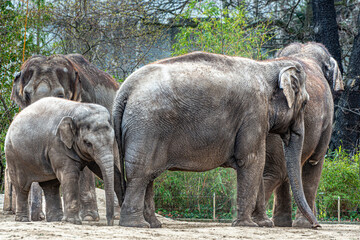 Elephant Family cute lovely friendly happy dark gray asian elephant family mother and a child in a zoo