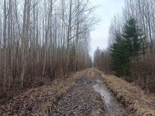 Road in forest in Siauliai county during cloudy early spring day. Oak and birch tree woodland. cloudy day with white clouds in blue sky. Bushes are growing in woods. Sandy road. Nature. Miskas.	