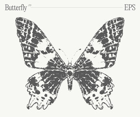 Hand drawn monochrome butterfly illustration on blank backdrop. Vector sketch. - 768602455