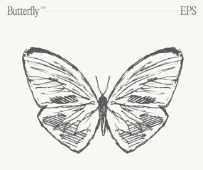 Hand drawn monochrome butterfly illustration on blank backdrop. Vector sketch. - 768603449