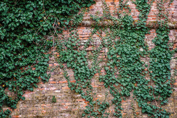 Old ancient brick wall texture background with ivy plant