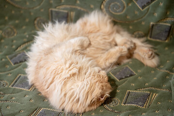 Cute light red cat laying on the sofa, close up. House pet having fun and rest, long-haired cat showing his belly