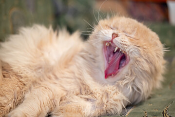 Purebread light red cat yawning lying on sofa, close up. Funny pet resting in the house, calm and careless life of home cats
