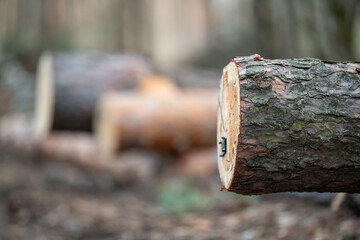 Close up of cross section of the fir tree with stamp on it, blurred woods on the background, copy space. Concept of legal tree felling, forestry work and timber harvesting