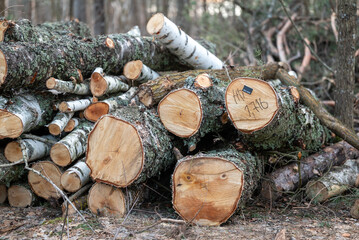 Pile of firewood laying in the forest, close up. Chopped trees, stamp with barcode, concept of legal tree felling