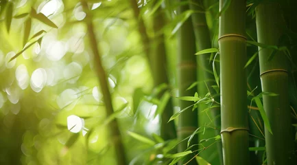 Zelfklevend Fotobehang green bamboo forest © Olga