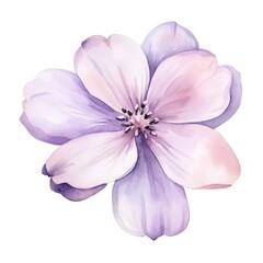 Lilac flower watercolor illustration. Floral blooming blossom painting on white background