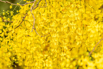 Golden shower flower or Indian Laburnu, Cassia fistula on Golden shower tree.