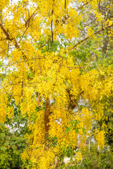 Naklejka na ściany i meble Golden shower flower or Indian Laburnu, Cassia fistula on Golden shower tree.