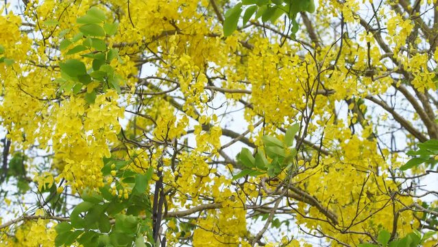 beautiful blooming golden shower tree flower