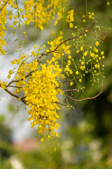 Golden shower flower or Indian Laburnu, Cassia fistula on Golden shower tree.