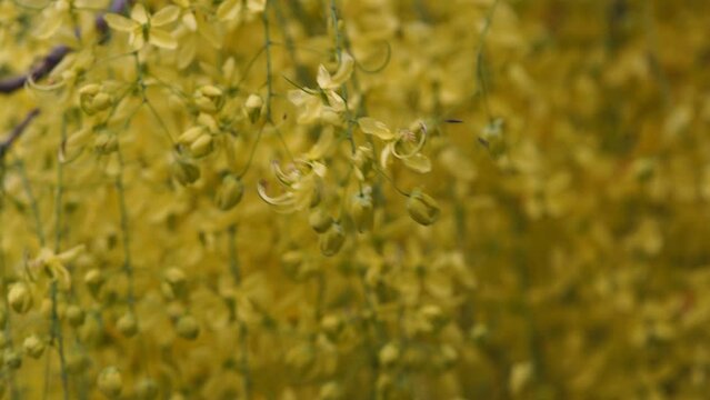 beautiful blooming golden shower tree flower