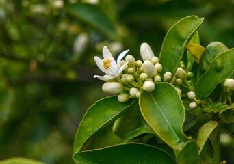 Closeup of orange blossoms on a tree 1